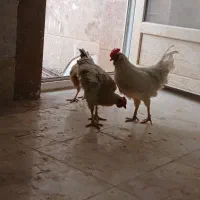 مرغ خروس