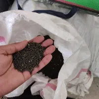 ماش سیاه
