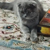 اسکاتلیش دبل فولد هفت ماهه بسیار اروم و مهربان|گربه|تهران, آبشار|دیوار