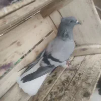 کبوتر سبز دم سفید شعمک دار|پرنده|برازجان, |دیوار