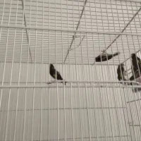 فروش ماده سهره معمولی و کرمانی|پرنده|ملایر, |دیوار