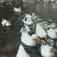 اردک محلی|حیوانات مزرعه|فشم, |دیوار