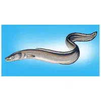 فروش مارماهی طعمه ماهیگیری