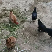 مرغ تخمگذار