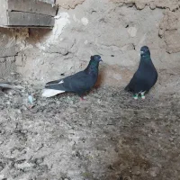 کبوتر|پرنده|ایذه, |دیوار