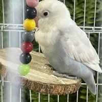 طوطی کوتوله برزیلی