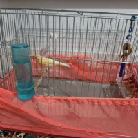 قناری|پرنده|اسلام‌شهر, شهرک انبیا|دیوار