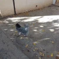 تخم مرغ نطفه دار گلین|حیوانات مزرعه|زنجان, |دیوار