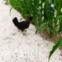 مرغ و خروس چهار ماهه