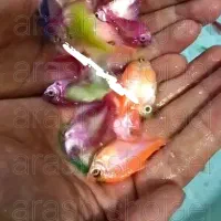 ماهی کالر رنگی تیراژ ، بخوانید