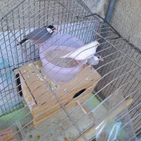 ۳عددفنچ نرگسی