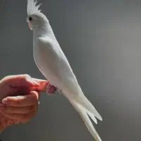 عروس هلندی