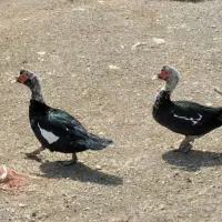 فروش اردک اسرائیلی