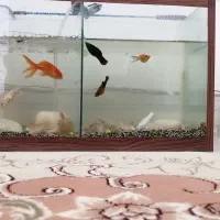 آکواریوم و ماهی ها