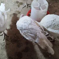 بوقلمون گوشتی