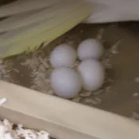 عروس هلندی لوتینو مولد|پرنده|عسلویه, |دیوار