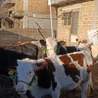 6راس عروسک سیمینتال