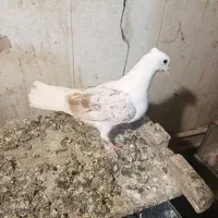 کبوتر