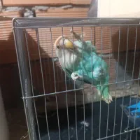 طوطی برزیلی ماده|پرنده|نکا, |دیوار