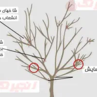 هرس کاری درخت