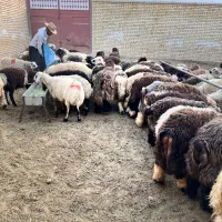 تعداد ۲۰۰ راس بره نر و ماده