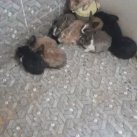 ۱۰ عدد خرگوش|موش و خرگوش|بیرجند, |دیوار