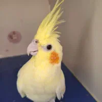 عروس هلندی گمشده دارای مژدگانی|حیوانات|رامشیر, |دیوار