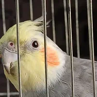 عروس هلندی سینامون نر گمشده|حیوانات|پرند, فاز ۴|دیوار