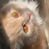 گربه پرشین نربالغ (جفتگیری)