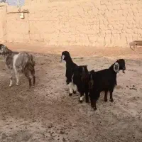 بز دوقلو|حیوانات مزرعه|شاهرود, |دیوار