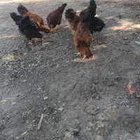 خروس سالم محلی