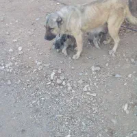 توله هایه سرابی نژاد خالص سراب|سگ|ایجرود, |دیوار