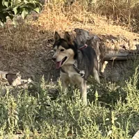 سگ هاسکی نر|سگ|شیروان (خراسان), |دیوار