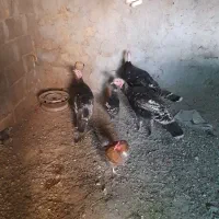 ۳عددبوقلمون برنزه ۲ نر ۱ماده