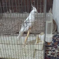 عروس هلندی لبینو نر|پرنده|شیروان (خراسان), |دیوار