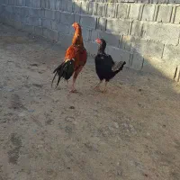 مرغ و خروس لاری