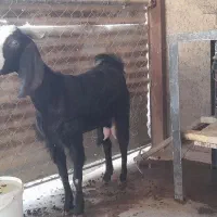 بز با کهره درآغاجاری