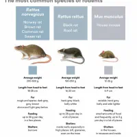 سمپاشی ساختمان|خدمات نظافت|زنجان, |دیوار