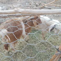 فروش ۳گوسفند دوتا چپش یه گیسه|حیوانات مزرعه|جیرفت, |دیوار