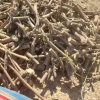 خریدار چوب لیمو پرتقال نارنگی در باغ