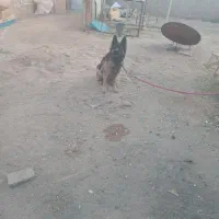 سگ ماده ژرمن شولان. اصل ژرمنی|سگ|طبس, |دیوار