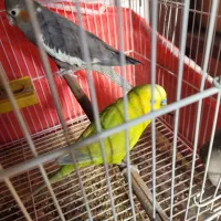 طوطی عروس ۱ساله|پرنده|ساری, |دیوار