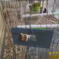 مرغ عشق|پرنده|مشهد, بهارستان|دیوار