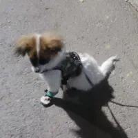 سگ نژاد شیتزو|سگ|اصفهان, کشاورزی|دیوار