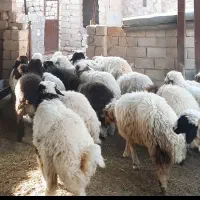 ۲۶راس بره دوبری درجه یک