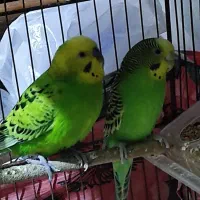 یک جفت مرغ عشق مولد همراه قفس|پرنده|آستارا, |دیوار