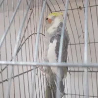 عروس هندی گم شده
