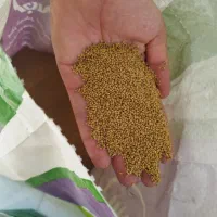 شبدر پایه بلند برسیم