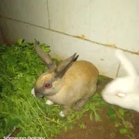 ۲عدد خرگوش نر وماده  خانگی ۷ماه