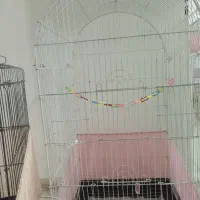 سه عددقفس۱۰۳۳ زیبا